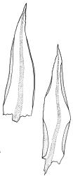 Pohlia nutans, leaves. Drawn from P. Child s.n., 27 Jan. 1986, CHR 422973.
 Image: R.C. Wagstaff © Landcare Research 2020 CC BY 4.0
